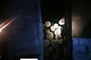 Au terminat de tăiat pădurile din munţi şi au venit să taie arborii de lângă Focşani