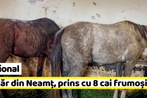 Naţional: Tânăr din Neamţ, prins cu 8 cai frumoşi … dar fără acte
