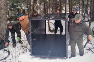Cuşti pentru capturarea râşilor în pădurile băcăuane. Animalele vor fi relocate în Slovenia, Croaţia şi Italia