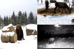 FOTO/ VIDEO: Locul ”fermecat” din România în care vietăţile pădurii îşi pierd instinctele de pradă sau prădător şi devin prietene