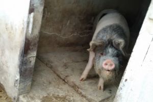Se confirmă şi al doilea focar de pestă porcină africană. Sunt probleme şi la Bârna