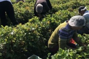 Guvernul a decis numărul muncitorilor străini care vin în România în acest an. Sunt mai mulţi decât în anul 2018