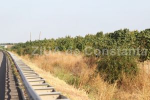 Romsilva anunta lucrari privind perdelele forestiere de protectie a Autostrazii A2. Proprietari din sase localitati ale judetului Constanta vor fi expropriati