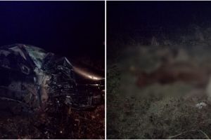 Judetul Constanta: Accident rutier grav intre Viisoara si Pietreni. Cal lovit de masina. Un autoturism a ajuns in camp (galerie foto) 