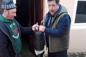 Zece purcei din rasa Bazna livraţi unui crescător din judeţ