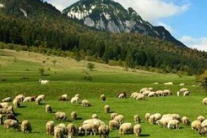Paşi privind amenajamentelor pastorale