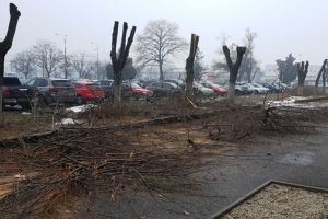 Copaci ciopârţiţi în zona AEM, se caută drujbarii! Primăria Timişoara a cerut ajutorul poliţiei