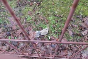 Porumbei morţi, găsiţi pe spaţiul verde din apropierea unei grădiniţe din Oradea (FOTO)