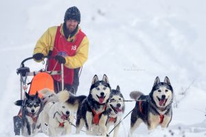 În weekend se organizează  Cupa Băile Tuşnad – Competiţie de sprint cu atelaje canine