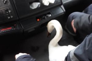 Încă o lebădă rătăcită pe străzile din Oradea: pompierii au intervenit să o salveze (VIDEO)