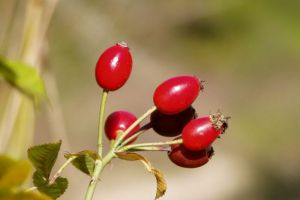 Măceş (Rosa canina) – beneficii şi proprietăţi