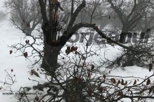 Plantaţiile de pomi fructiferi, puse la pământ de zăpada abundentă!