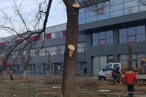 Poliţia Locală caută încă drujbarii din zona AEM. Lemnul este urcat într-o maşină Bega Grup