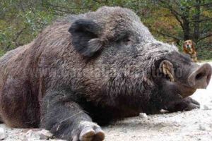 Caz de pestă confirmat în Dâmboviţa. Porc mistreţ, găsit mort pe câmp