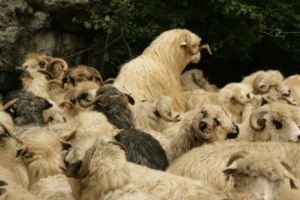 Oi, nu cormorani! După vizita Vioricăi Dăncilă în UAE, Daea se laudă cu exporturi în Golf