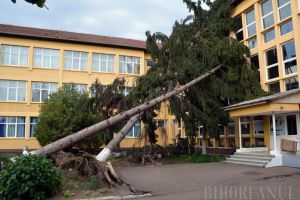 A treia zi după furtună, pompierii din Beiuş şi Ştei încă intervin pentru degajarea copacilor doborâţi de vânt (FOTO)