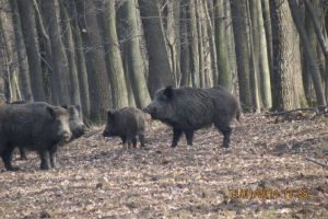 Mistreţii fac ravagii la Dâmbovicioara