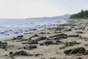 Povestea celor 1.000 de soldaţi mâncaţi de CROCODILI. Adevărul despre CARNAGIUL din Golful Bengal