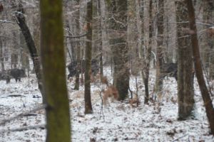 OCNIȚA: Patru bărbaţi bănuiţi că au omorât trei miştreţi cu ajutorul laţurilor. Ce au găsit poliţiştii la percheziţii