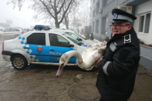 Lebădă salvată de poliţiştii locali