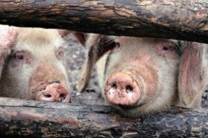 ULTIMĂ ORĂ!Pesta porcină africană a fost confirmată într-o gospodărie din judeţul Covasna