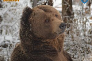 „Ziua Ursului”, la Grădina Zoologică Braşov