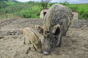 Mistreţi la atac: În lipsa vânătorilor, orădenii de pe dealurile oraşului se trezesc invadaţi de sălbăticiuni