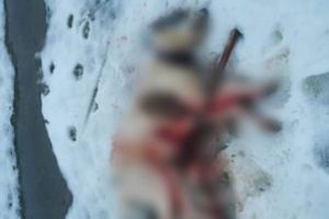 Atrocitate: Caini executati prin impuscare pe pasunea localitatii Remeti. Incidentul s-a petrecut in aceasta seara