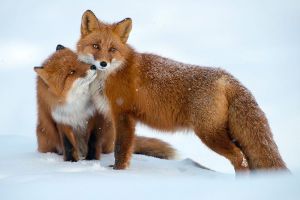 Curiozitate: Cum reuşesc animalele sălbatice să supravieţuiască iarna