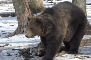Urşii de la Zoo Târgu Mureş au făcut prognoza meteo – de 10 ani o nimeresc