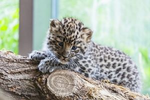 Pui de leopard găsit în bagajul unui pasager, pe un aeroport din India