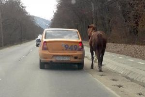 VIDEO FOTO Cal ’’remorcat’’ cu taxiul la ieşire din Sibiu către Răşinari