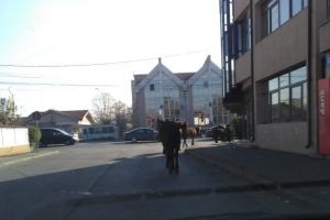 Amendă de 300 de lei pentru proprietarul unor cai lăsaţi liberi