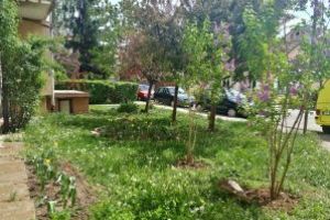 Asociaţiile de proprietari pot depune cereri pentru înfrumuseţarea zonelor verzi
