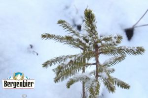 Bucium, Sohodol şi Râu de Mori - Am vizitat zonele reîmpădurite de Bergenbier (VIDEO)