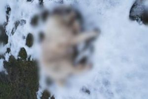 Cainii ucisi pe pasunea localitatii Remeti au disparut. Primarul din Mires spune ca “Bondi” a tras cu arma si dupa o femeie de etnie rroma. Omul nu e la prima abatere