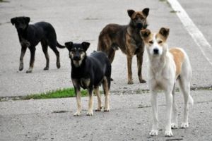 Se caută hingheri. Primăria Satu Mare vrea să rezolve problema câinilor vagabonzi