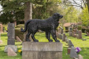 Baia Mare: Cimitirul pentru animale a ramas doar pe hartie… Detinatorii de animale cred ca executivul Primariei tergiverseaza initierea lucrarilor