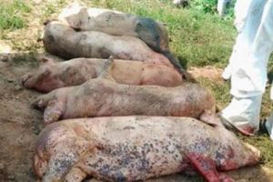 Un nou caz de pestă porcină în apropiere de Braşov