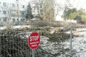 Cu jalba-n proţap pentru copacii tăiaţi de pe o proprietate privată