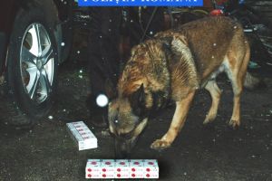 Câinele poliţiştilor a mirosit ţigările de contrabandă din pieţele sătmărene