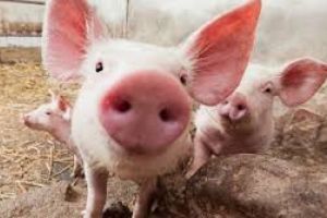 ZECI DE PORCI SACRIFICAȚI, DUPĂ O NOUĂ SUSPICIUNE DE PESTĂ APROAPE DE SFÂNTU GHEORGHE