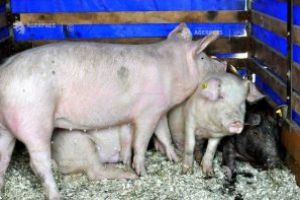 Autorităţile au dispus sacrificarea porcilor dintr-un cartier din Sfântu Gheorghe pentru prevenirea extinderii pestei