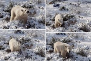 Singurul pui de urs polar din Marea Britanie, fotografiat in timp ce se juca in zapada