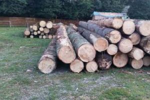 161 de amenzi date în domeniul silvic