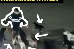 HAITA TURBATĂ I-A SFÂŞIAT CAPUL unei femei de 34 ani. Atenţie, filmare cu impact emoţional. News alert