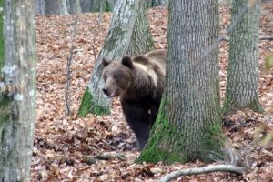 Se caută muncitori la Grădina Zoologică