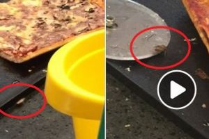 VIDEO: Pizza cu gândaci într-un hypermarket din Târgu-Mureş!