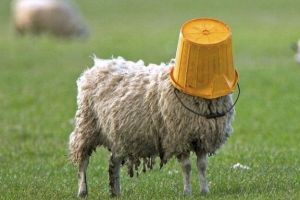 Dupa ce a injurat si amenintat o doamna, deputatul Cristian Buican spune ca, de fapt, vinovat e… Costi Radulescu! :))))))