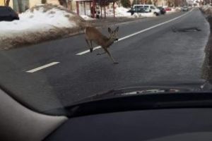 MAI RAR: O caprioara a aparut pe o strada din Baia Sprie